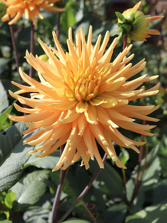 Dahlia ‘Ludwig Helfert’ orange semi-cactus bloom
