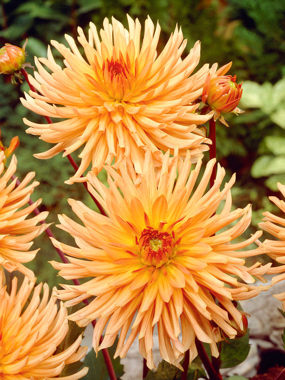 Bright orange dahlia flower close-up