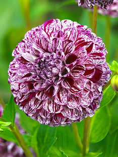 Dahlia Marble Ball