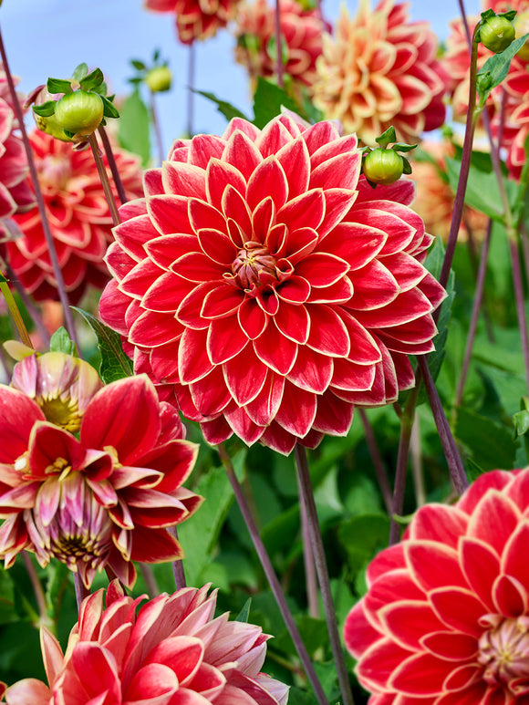 Decorative dahlia with red-tipped yellow petals