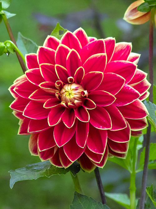 Bright bi-colour Dahlia ‘Maxime’ flower