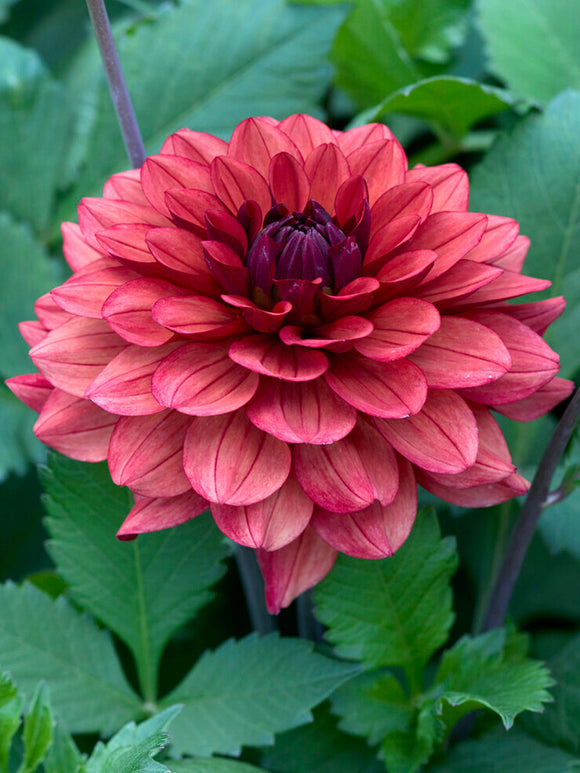 Soft muted pink decorative dahlia flower
