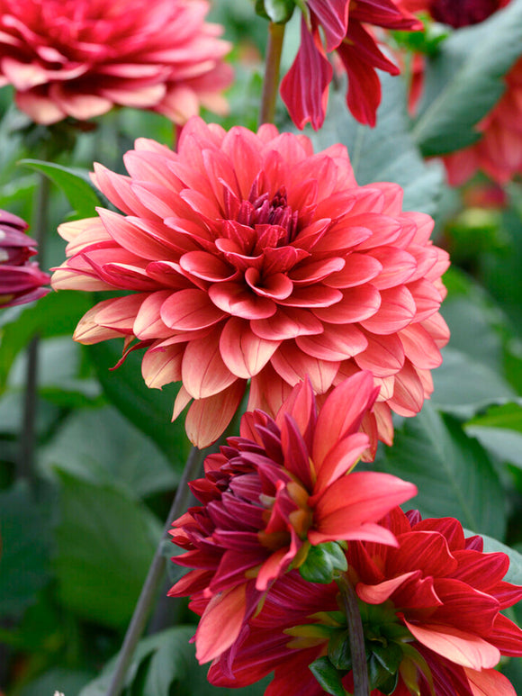 Dahlia ‘Missis Miley’ dusty raspberry bloom