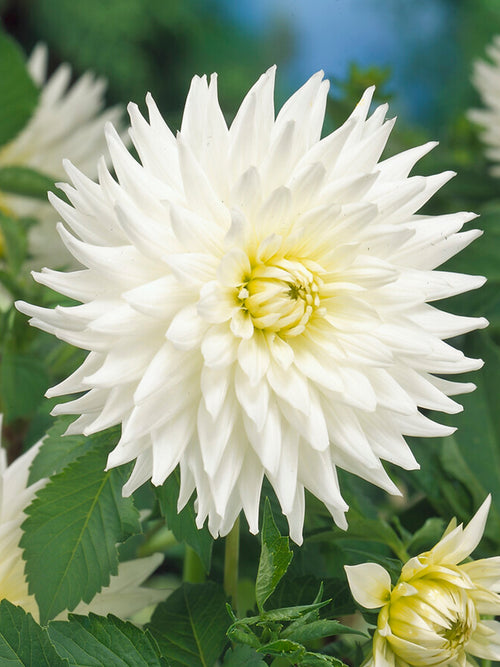 Dahlia My Love Tubers