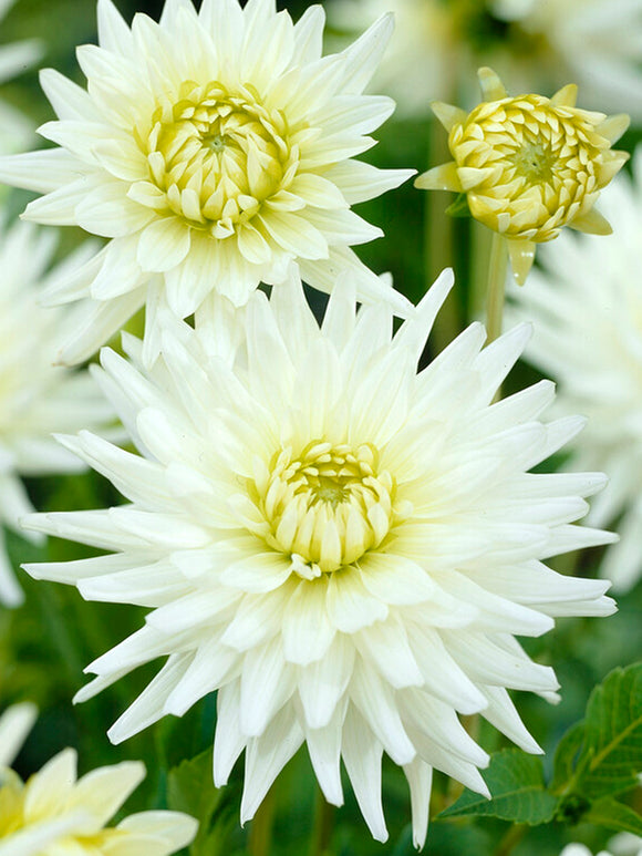 Buy Dahlia My Love Tubers