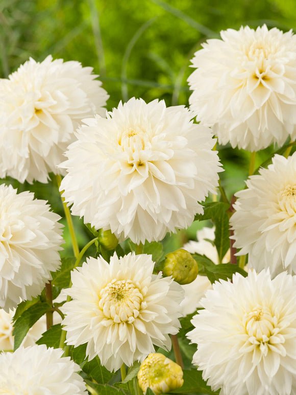 Elegant white dahlia with frilled petals