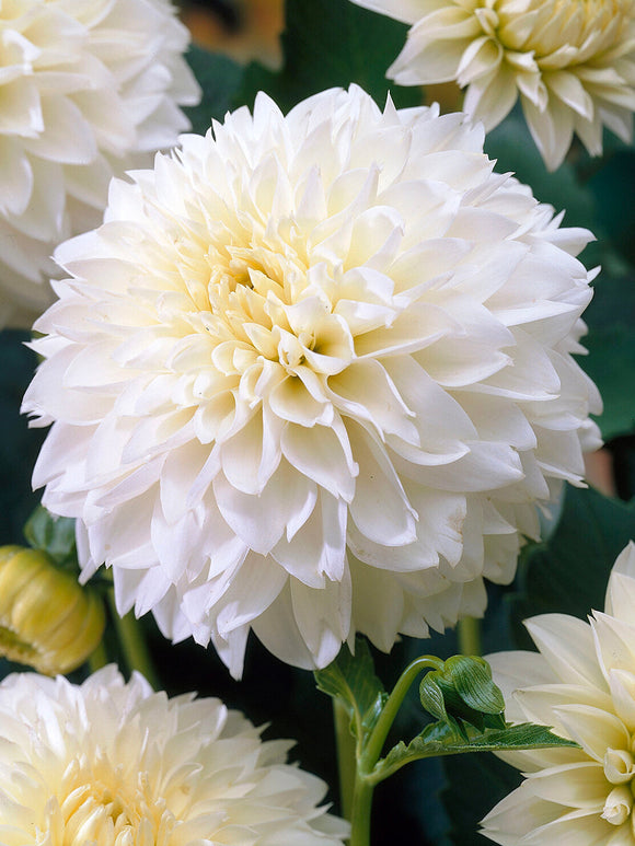 Dahlia ‘Myama Fubuki’ creamy white fringed bloom