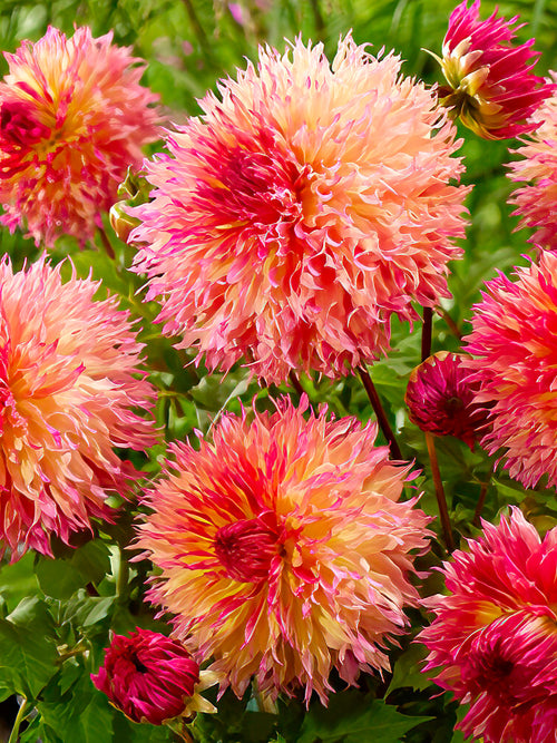 Dahlia Myrtle's Folly - Sunset-toned Dahlia ‘Myrtle’s Folly’ flowers