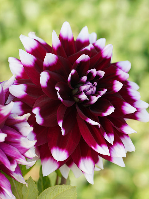 Dahlia Mystery Day