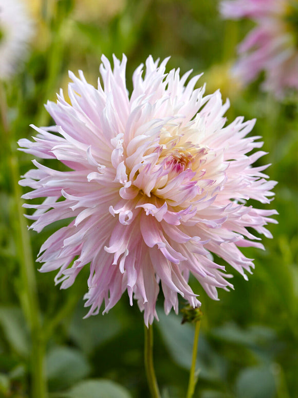Dinnerplate Dahlia ‘Nadia Ruth’ close-up