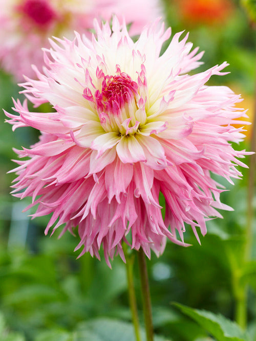 Large soft pink fringed dahlia flower