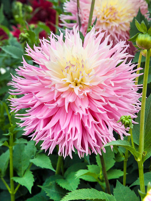 Blush pink and cream fimbriata dahlia