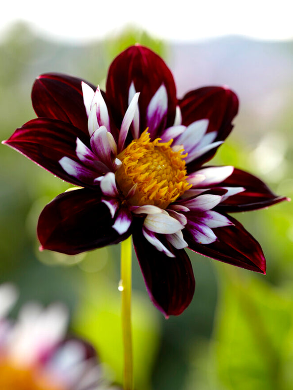 Dahlia Night Butterfly, Anemone Dahlias