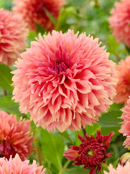 Dahlia Orange Fubuki with fringed orange and apricot blooms