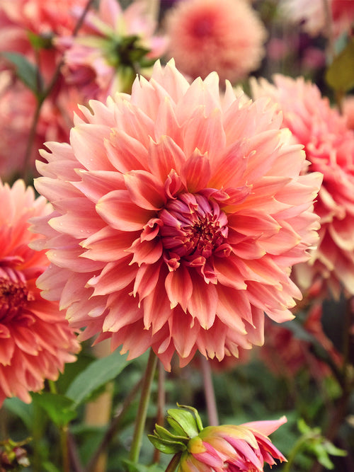 Large fringed flowers of Dahlia Orange Fubuki in full bloom