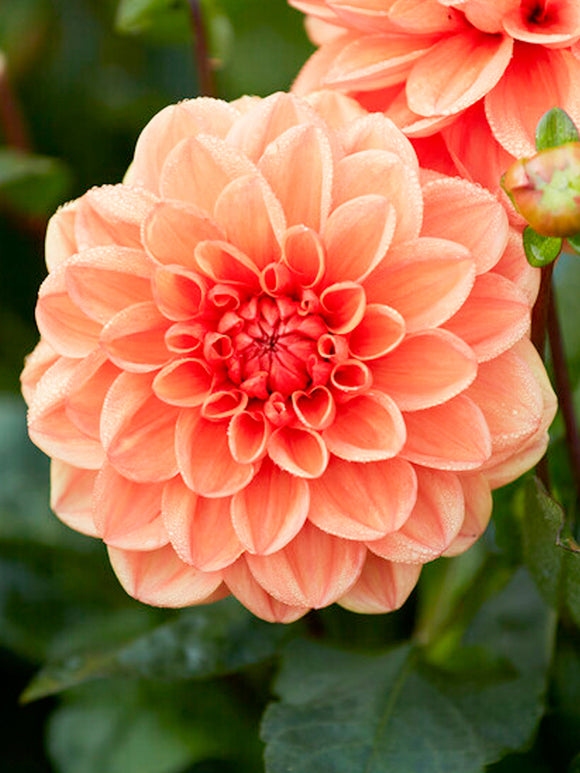 Dahlia Orange Nugget