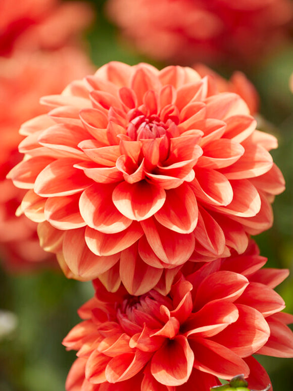 Buy Dahlia Orange Nugget