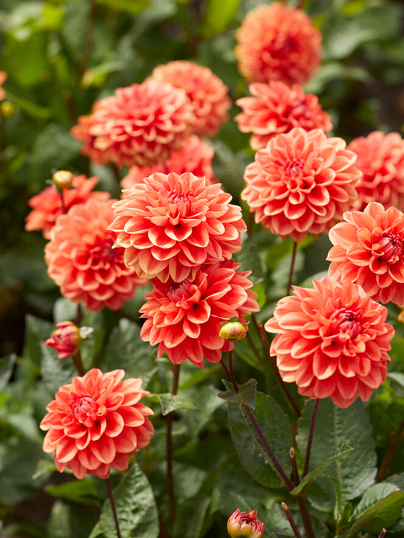 Dahlia Orange Nugget Tubers