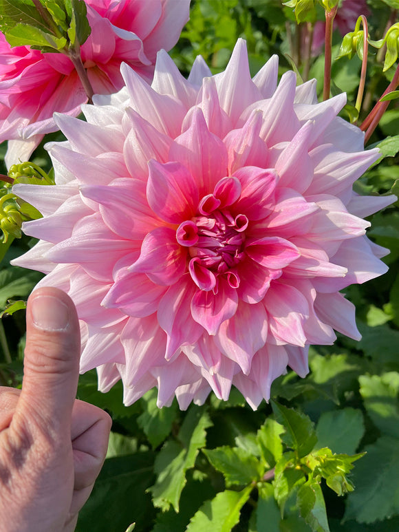 Buy Dahlia Otto's Thrill Tubers