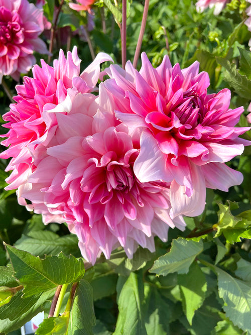 Dahlia Otto's Thrill