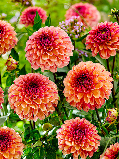 Dahlia Palmares