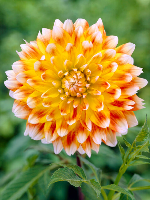 Dahlia Peaches and Cream