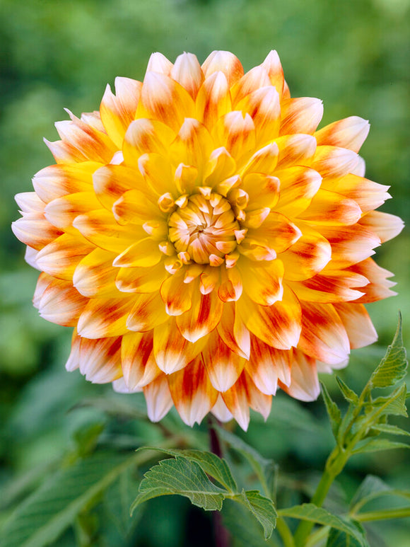 Dahlia Peaches and Cream