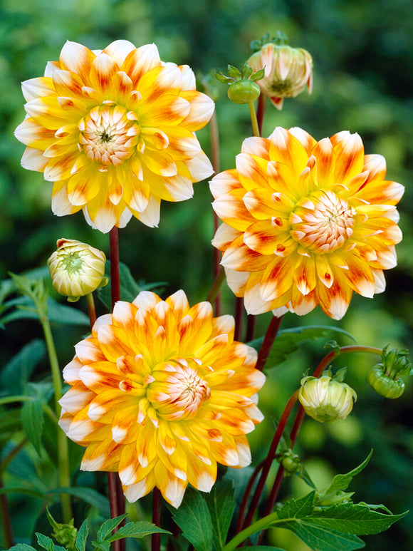 Buy Dahlia Peaches and Cream Tubers