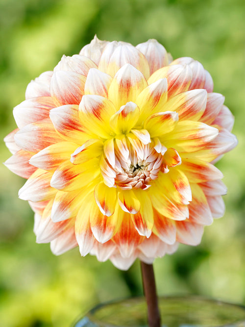 Dahlia Peaches and Cream Tubers