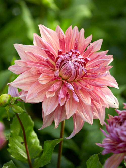 Close up of Dahlia Penhill Dark Monarch multi-toned petals