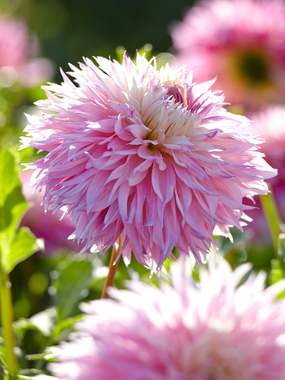 Dahlia Pinelands Princess soft fringed pink and cream blooms