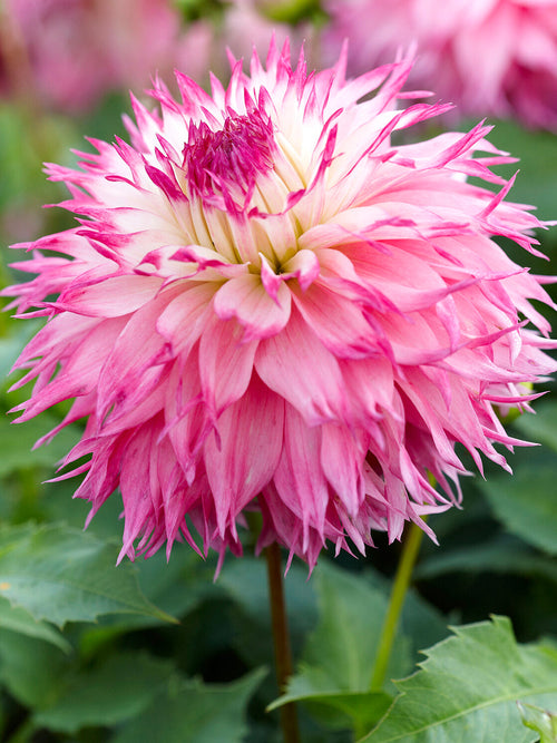 Blush pink Dahlia Pinelands Princess growing in summer garden