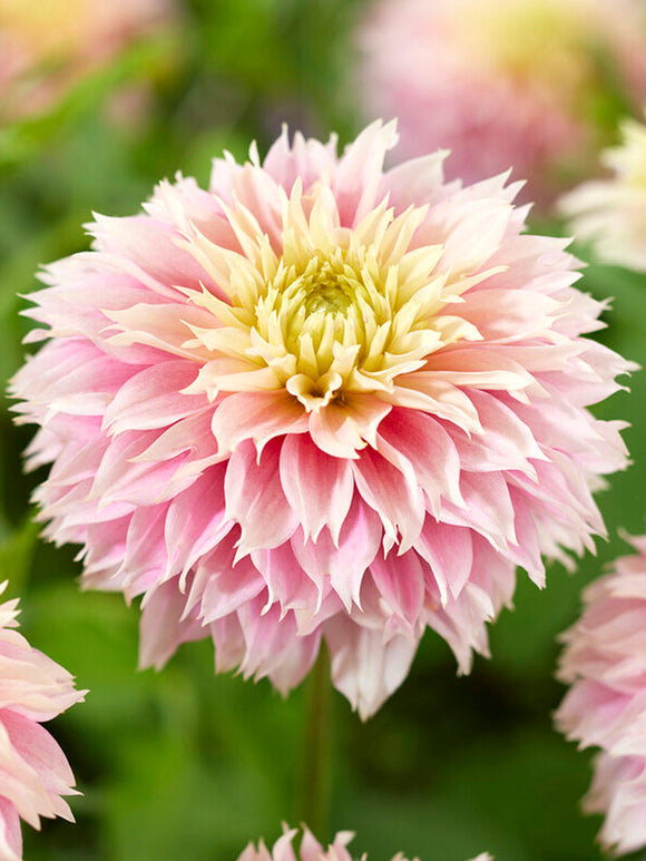 Dahlia Pink Impact