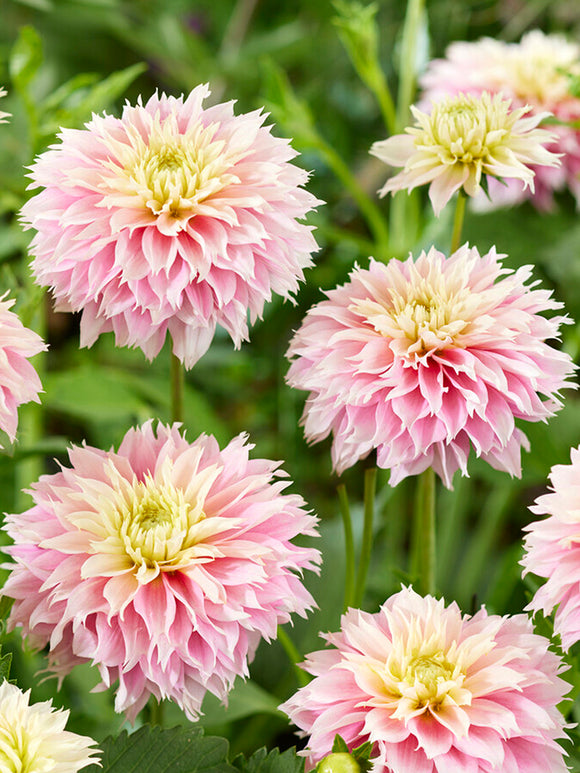 Dahlia Pink Impact