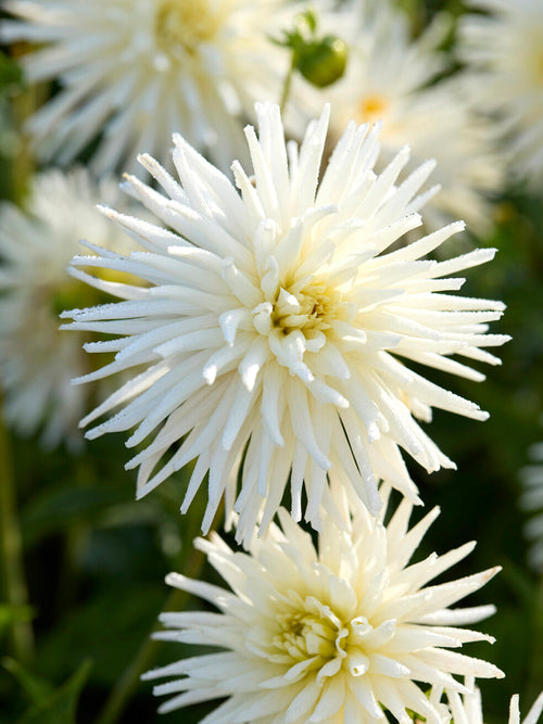 Close up of white star-shaped cactus dahlia Playa Blanca
