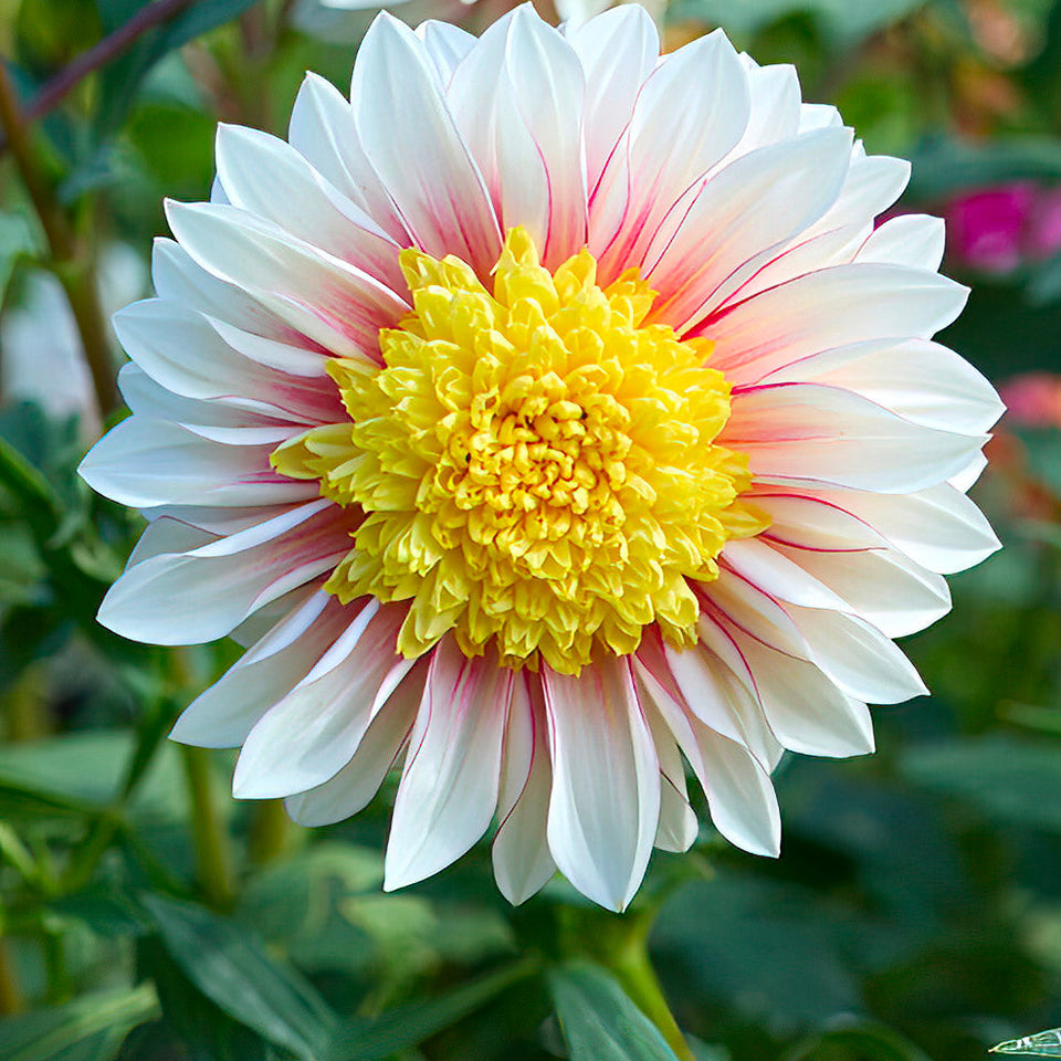 Dahlia Polka