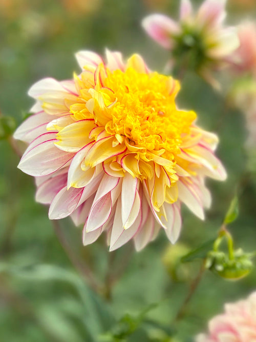 Dahlia Polka - White and pink anemone dahlia bloom