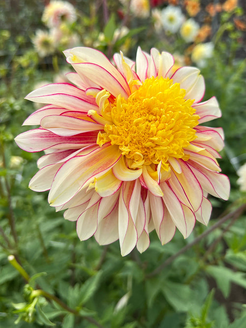Dahlia Polka