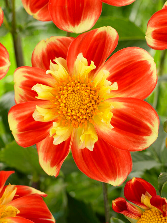 Dahlia Pooh