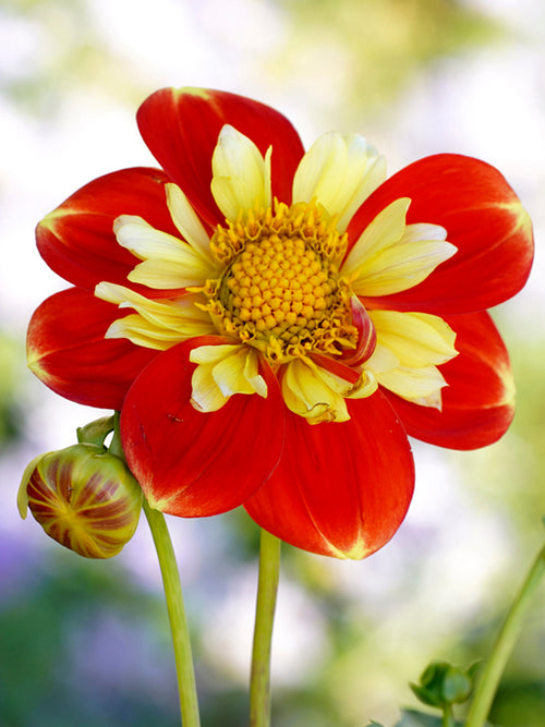 Buy Dahlia Pooh Tubers