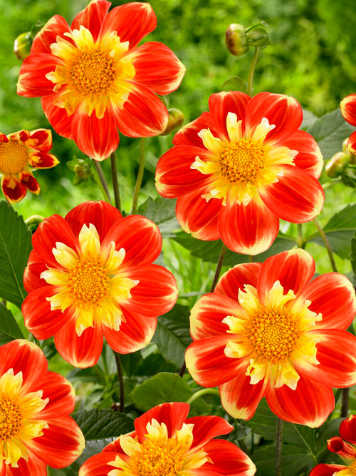 Dahlia Pooh Tubers