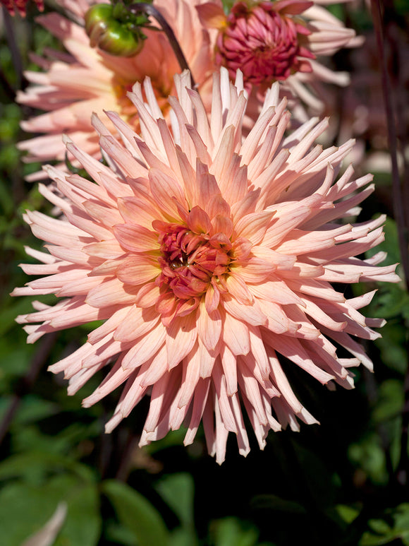 Dahlia Preference bloom in soft peach