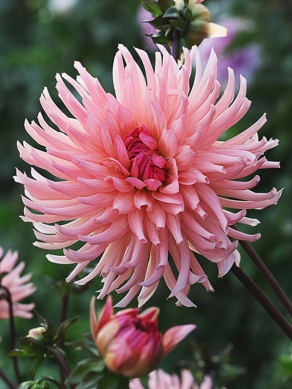 Dahlia Preference bloom in apricot pink