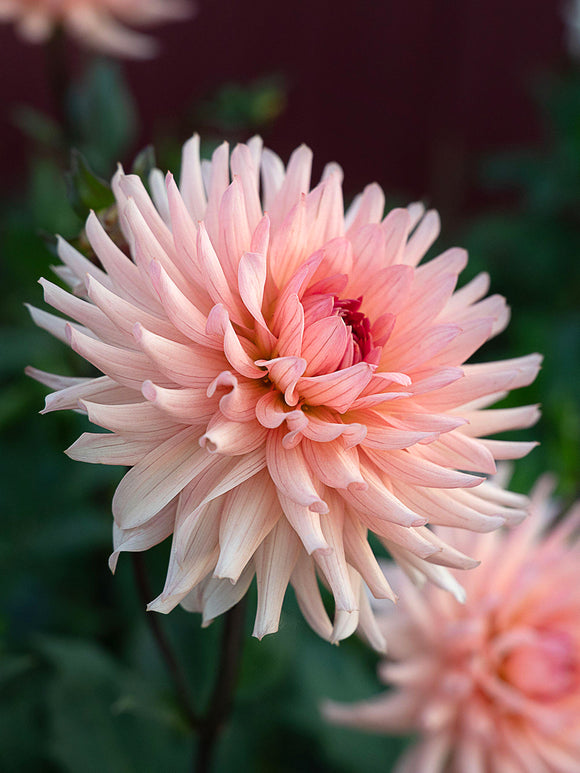 Dahlia Preference with curled peach petals