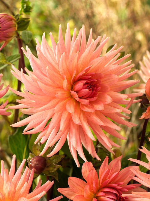 Dahlia Preference cluster in peach and apricot tones