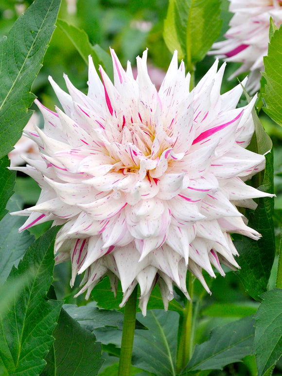 Dahlia Prince Valiant - Dahlia Tubers