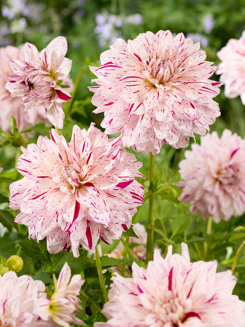 Dahlia Prince Valiant - Buy Dahlia Tubers