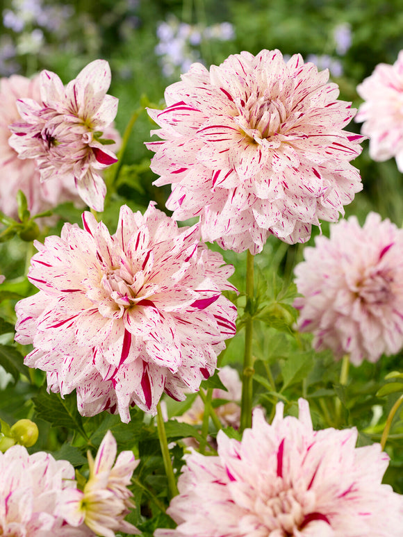 Dahlia Prince Valiant - Buy Dahlia Tubers