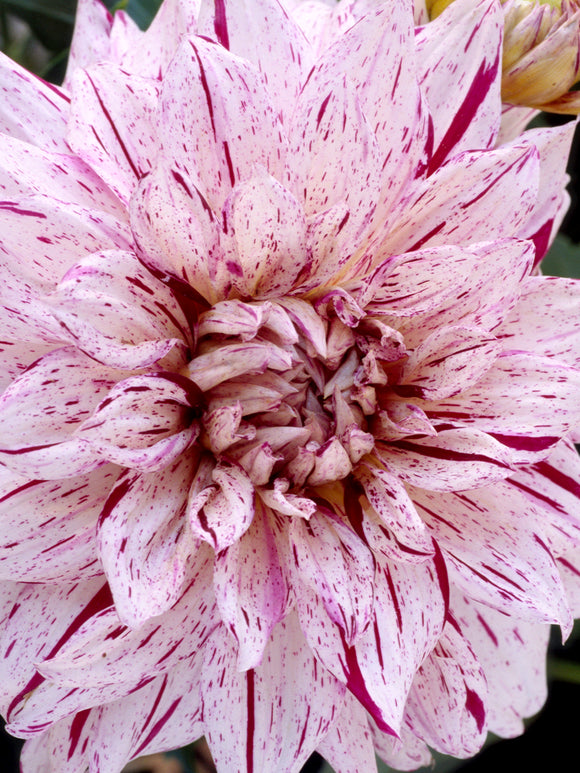 Dahlia Tubers Dahlia Prince Valiant