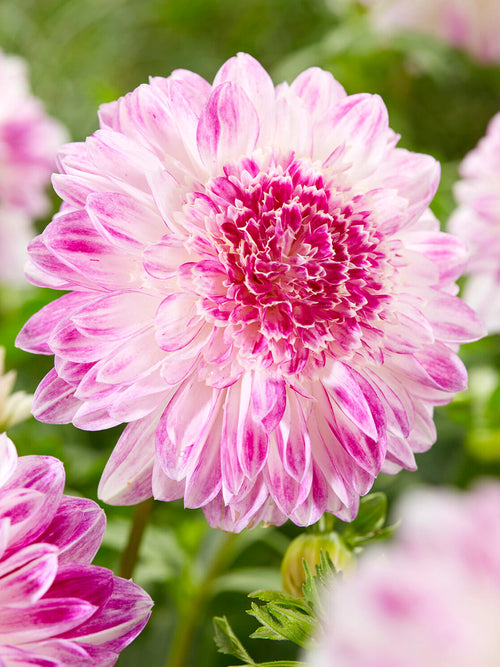 Dahlia Que Sera anemone flower with lilac and pink tones
